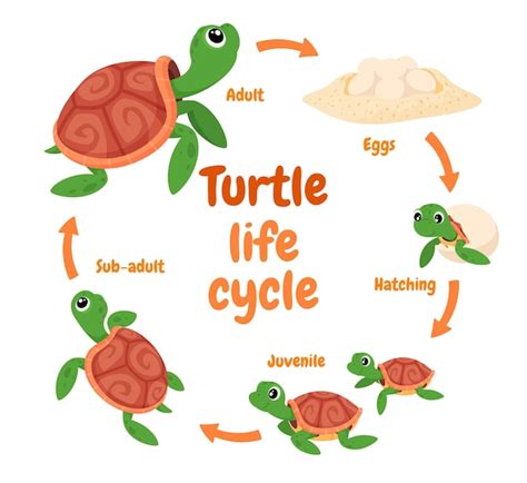 Diagrama Del Ciclo De Vida De La Tortuga