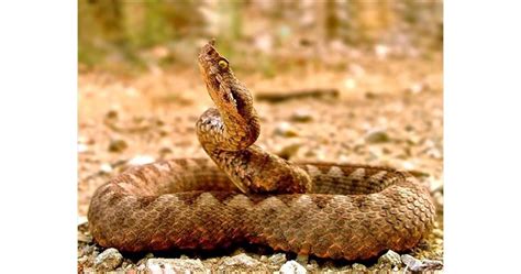 Приеха в "Пирогов" ухапан от пепелянка