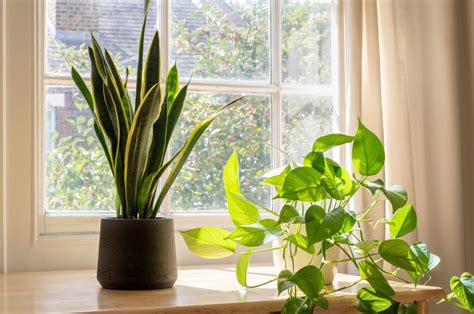 breathtaking snake plant varieties  growing tips