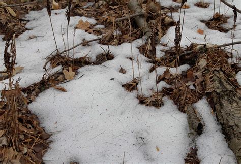 Jefferson Salamander – snowy background for video | Music of Nature