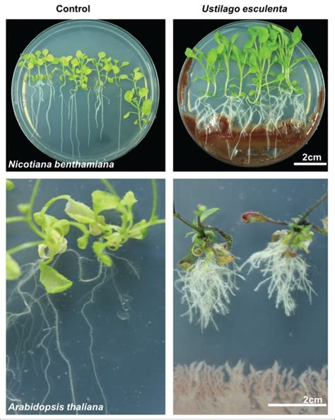 Indole-3-acetic acid: A widespread physiological code in interactions ...