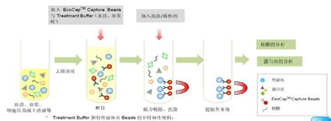 从外泌体成分与提取方法来聊聊外泌体 知乎