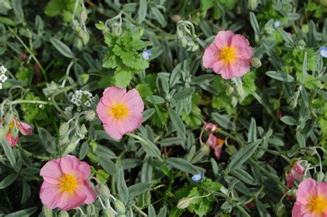 Sun Rose (Helianthemum) Mounding plants for borders or large rock