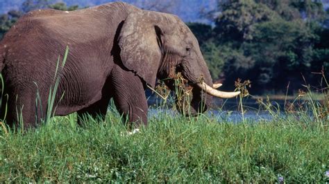 Elephant Attack During Safari Kills 80 Year Old Woman American Tourist