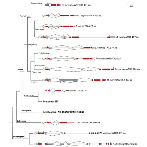 Sex Determination In Insect Species Orders Suborders And Families Of