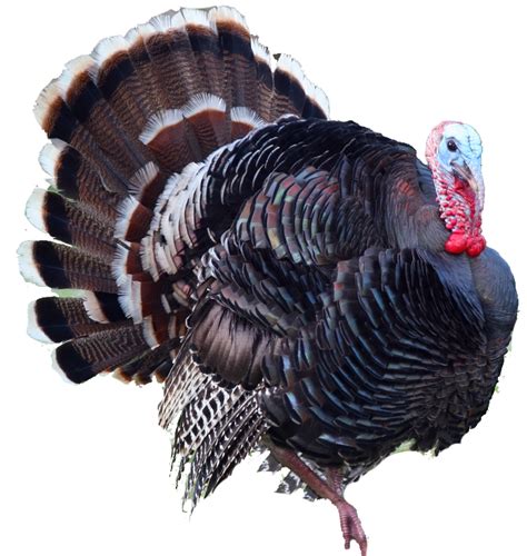 Turkey PNG | PNG All