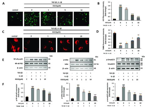 Antioxidant And Anti Inflammatory Effects Of EGCG A Fluorescence