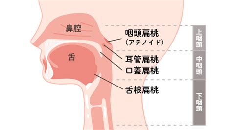 扁桃腺のおはなし ｜ 田代耳鼻咽喉科医院