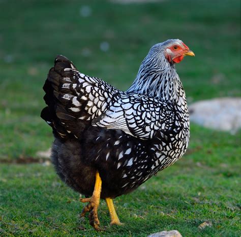 Silver Laced Wyandotte Hard Run Acres