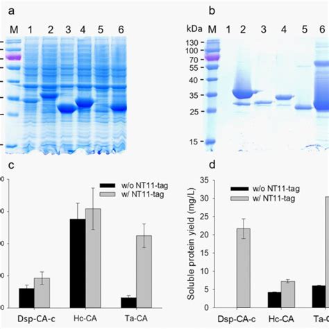 Sds Page Analysis Of Cas Expressed In E Coli Bl With And Without