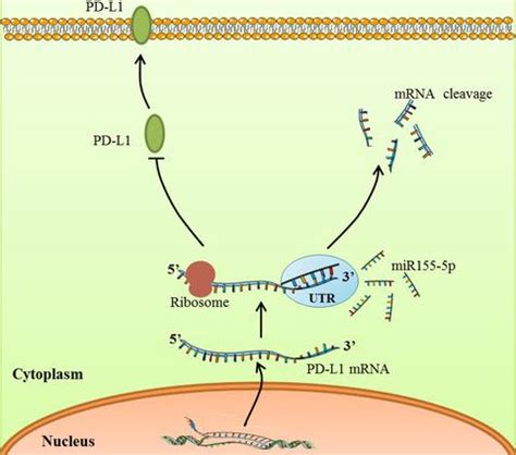 MicroRNA 155 5p Suppresses PD L1 Expression In Lung Adenocarcinoma