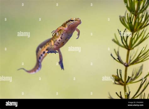 Palmate Newt Lissotriton Helveticus Colorful Aquatic Amphibian Male