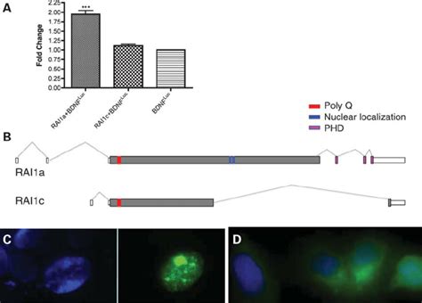 BDNF Expression Is Directly Regulated By RAI1 Isoform A A HEK293