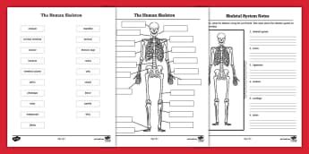 Muscle Labeling Activity For Older Learners Teacher Made