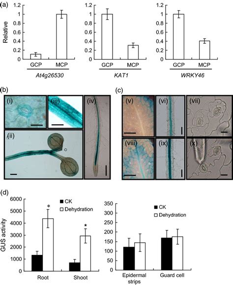 Transcription Factor Wrky46 Regulates Osmotic Stress Responses And Stomatal Movement