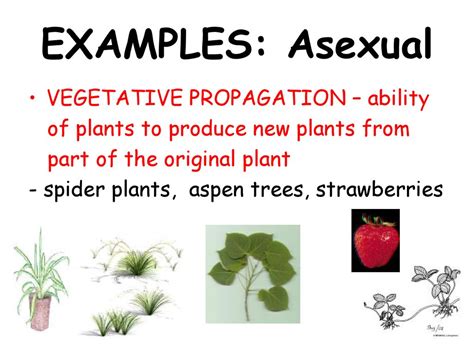 Sexual And Asexual Reproduction Ppt Download