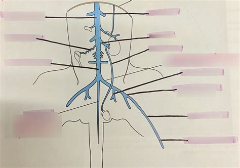 Arteries And Major Branches Vena Cava Diagram Quizlet Hot Sex Picture