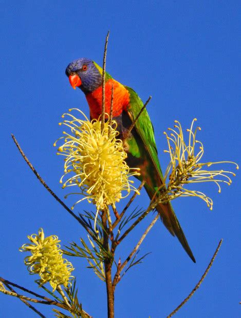 Australian Parrots - Australian Photography