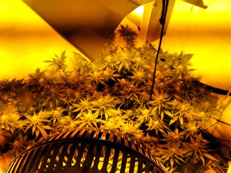 Sensi Seeds Big Bud Grow Diary Journal Week3 By MellowMan GrowDiaries