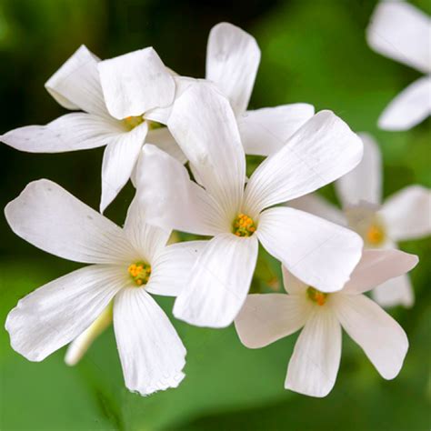 Mixed Oxalis Bulbs For Indoor And Outdoor Gardens Naturalizing