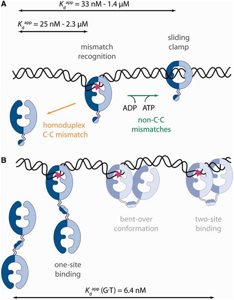 States Of MutS A MutS Recognizes A Mismatch Pink Star As A Dimer