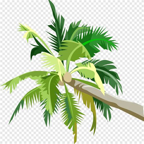 ตน Arecaceae ตนมะพราว ตนปาลม ปาลม arecales png PNGEgg