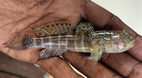 Gobiiformes (Gobies) Archives - Seatizens