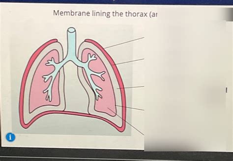 Pleura Diagram Quizlet