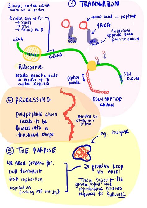 Protein Synthesis Illustrated Guide