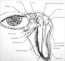 Tear Duct Blockage Treatment New York City - Dr. Brian Brazzo