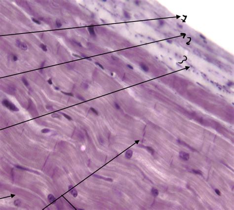 Exam 2 Histology Flashcards Quizlet