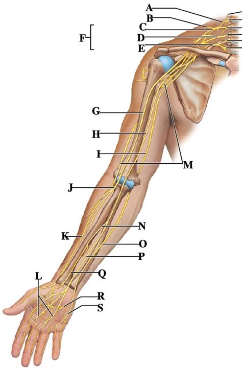 Arm Nerves Diagram Quizlet