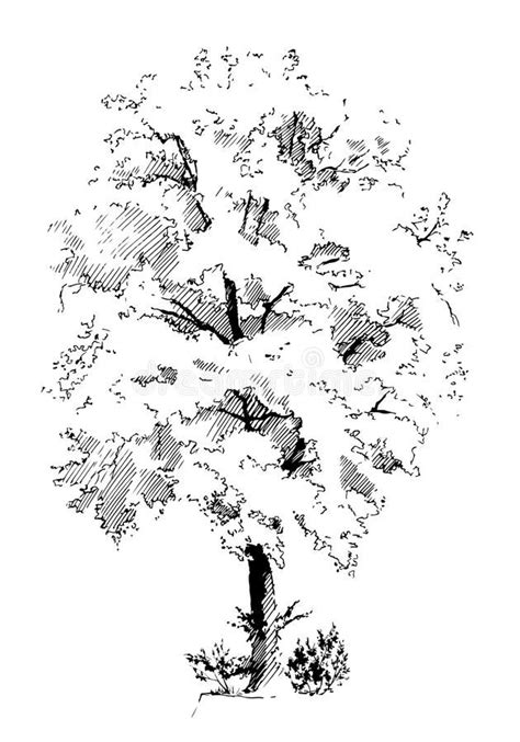 Lime Tree Vector Illustration Sketches Landscape Design Drawings