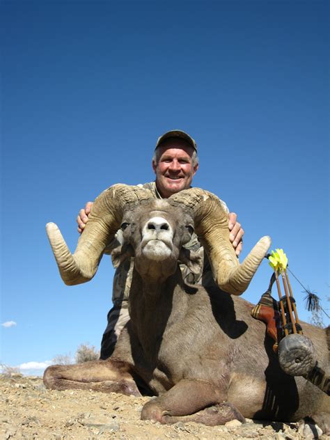 Nevada Bighorn Sheep Hunts - Nevada High Ridge Outfitters