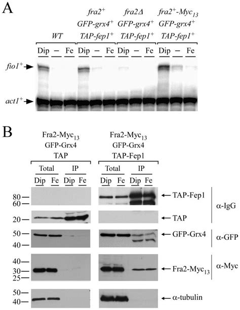 A RNase Protection Analysis Of Fio1 And Act1 Transcript Levels In