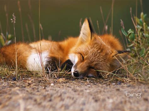 Cute Fox Wallpapers - 4k, HD Cute Fox Backgrounds on WallpaperBat