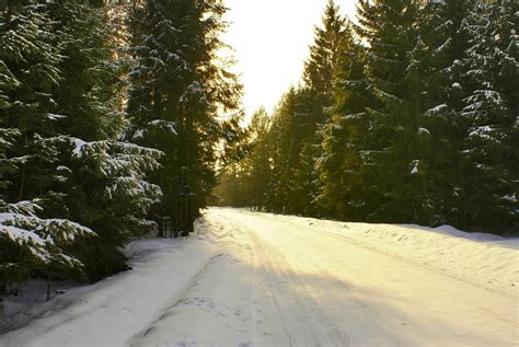 Banco De Imagens árvore Floresta Neve Inverno Luz Solar Clima