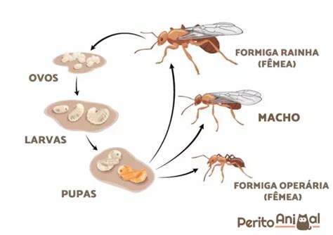 Como As Formigas Se Reproduzem Tudo O Que Voc Precisa Saber