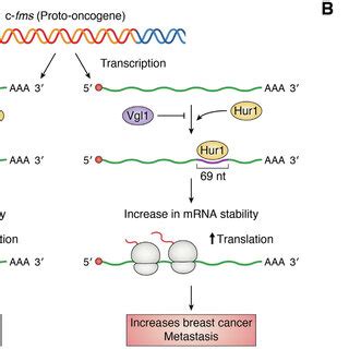 Vigilin In Cancer A Vigilin Competes With Hur Rna Binding Protein