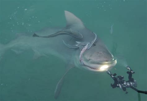 Bull Shark – "OCEAN TREASURES" Memorial Library