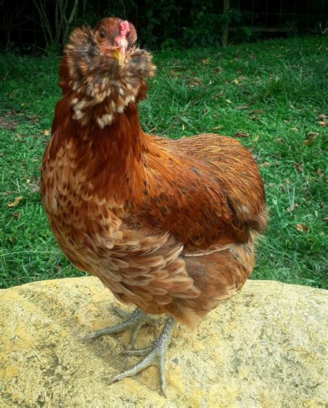 Gallina Araucana | Rooster, Best