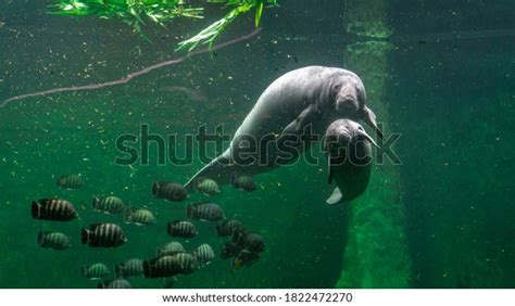 754 Baby Manatee Royalty-Free Images, Stock Photos & Pictures ...