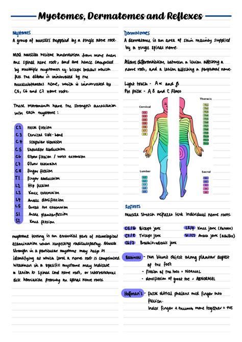 Myotomes Dermatomes And Reflexes Myotomes Dermatomes And Reflexes ...