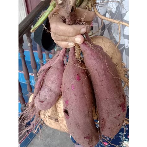 UBI KELEDEK MADU TOK BALI 3KG KELEDEK OREN KELEDEK PURPLE SWEET POTATO