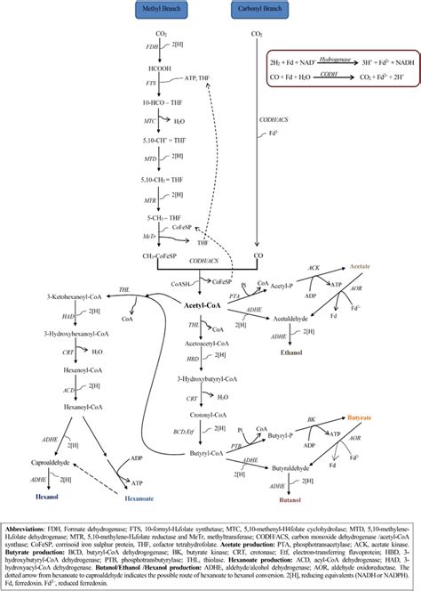 WoodLjungdahl Pathway For The Production Of Acetic Butyric And