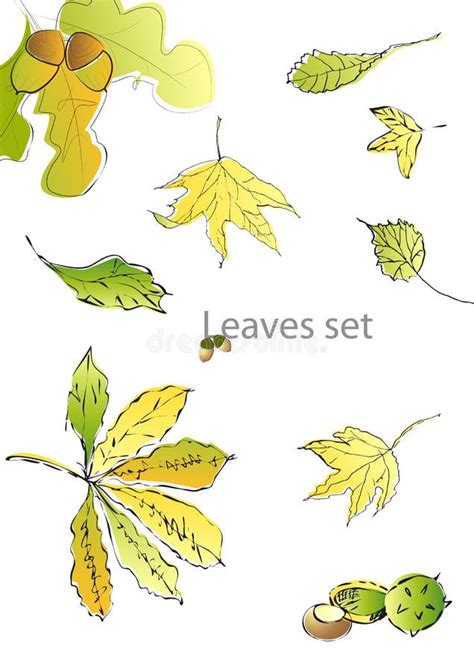 Autumn Leaves Doodles Set Stock Vector Illustration Of Maple 30087378