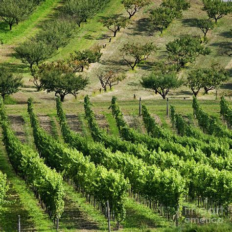 Vineyards And Orchards Photograph By Scott Kemper