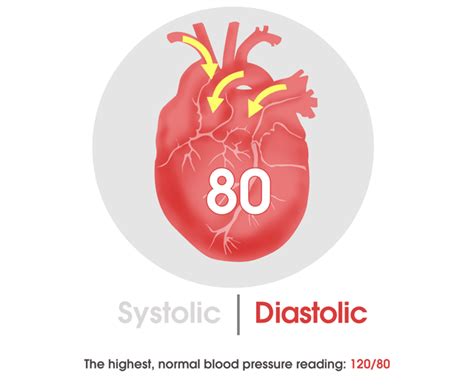 Circulatory System Part 3 Blood Pressure The Biology Classroom