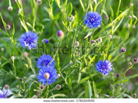 Cornflower Centaurea Cyanus Asteraceae Cornflower Herb Stock Photo