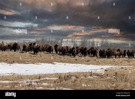 Bison At Elk Island National Park In Alberta Canada Stock Photo Alamy